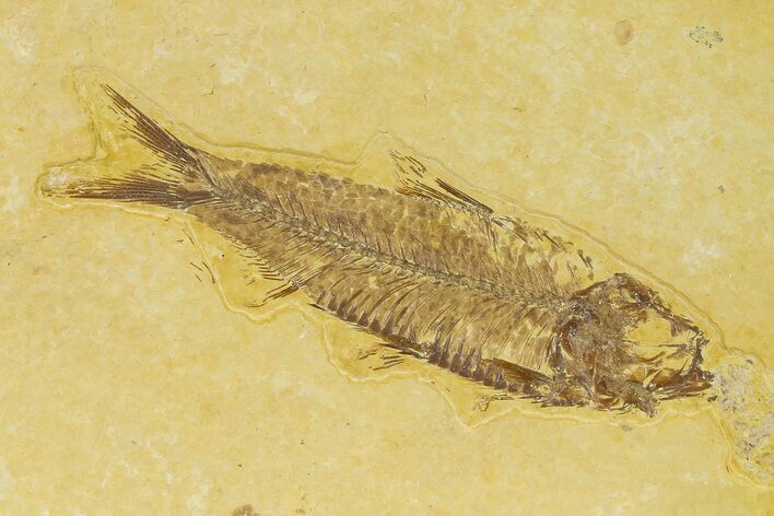 Detailed Fossil Fish (Knightia) - Wyoming #333833